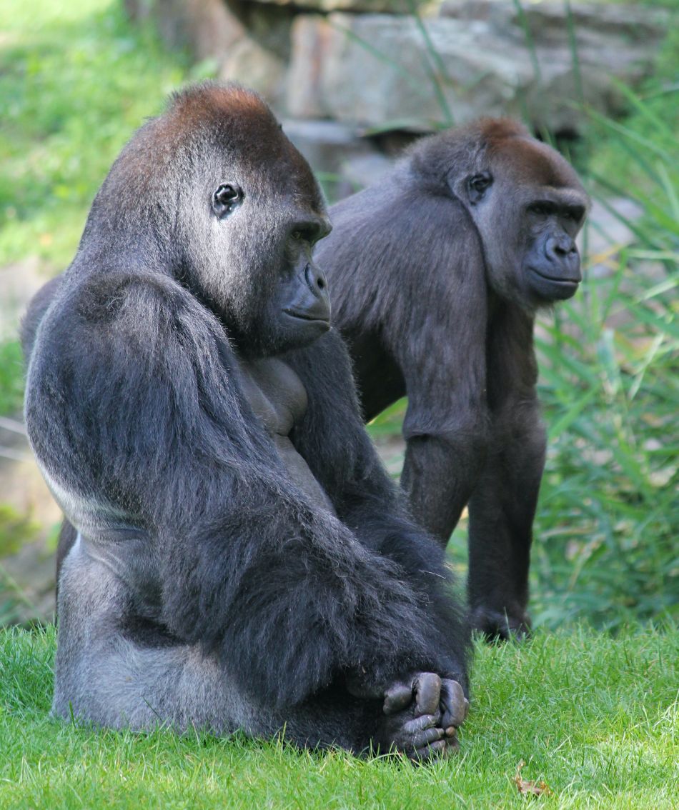 Gorilla - Encounters